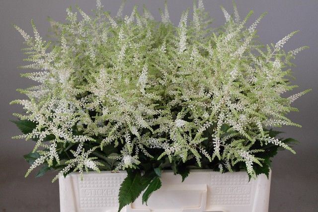 Astilbe Washington