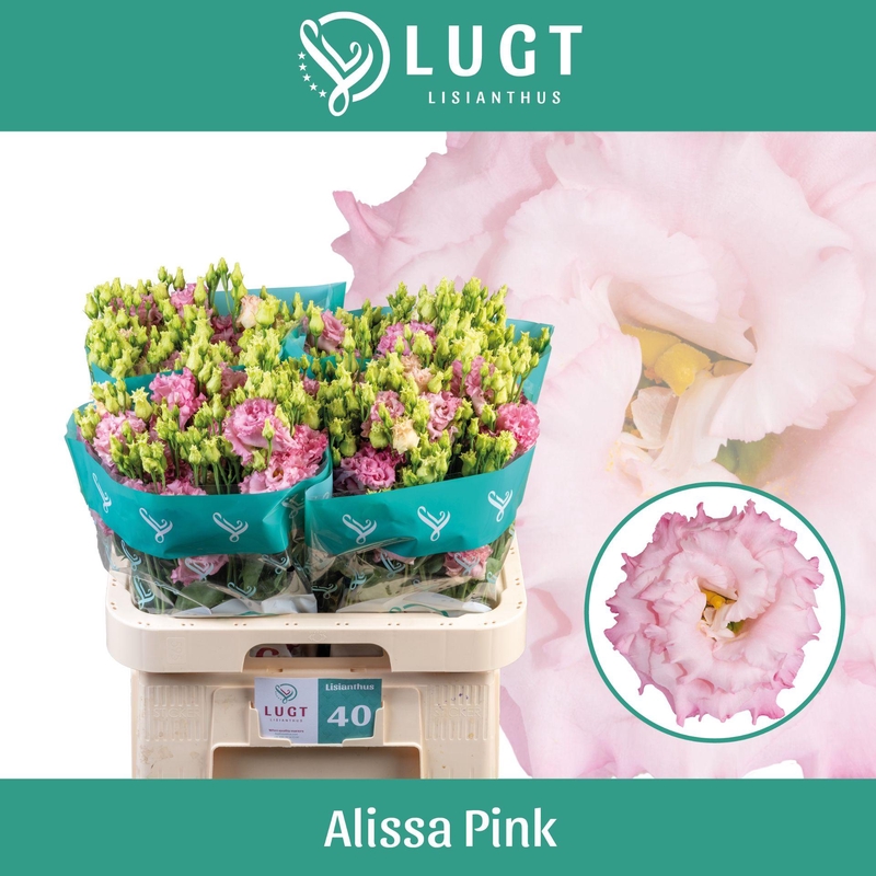 Eus G Alissa Pink
