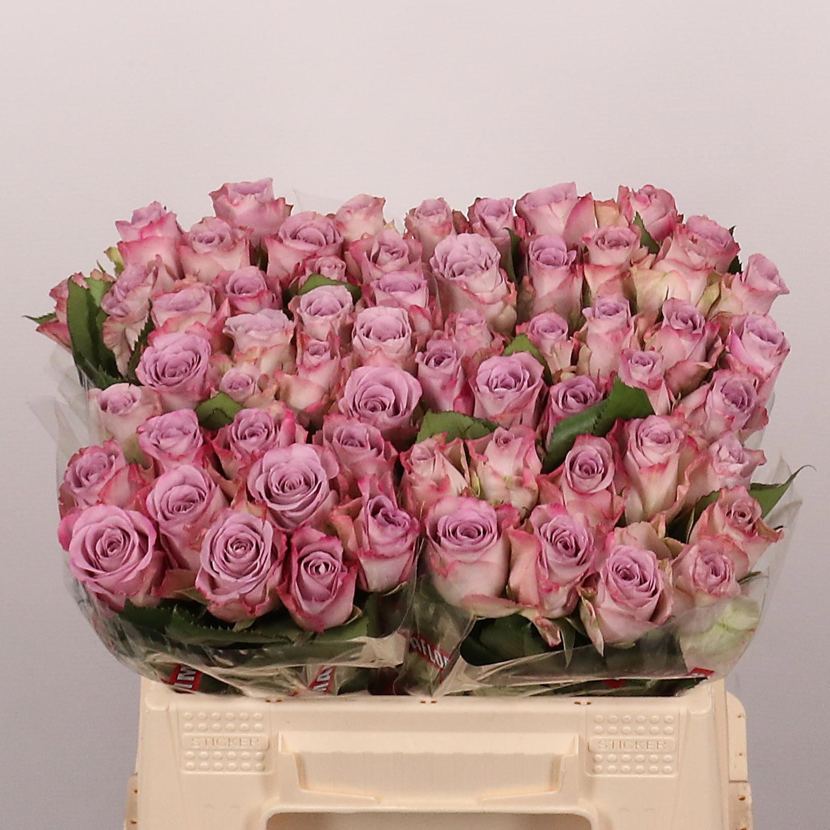 Rosa grbl Memory Lane