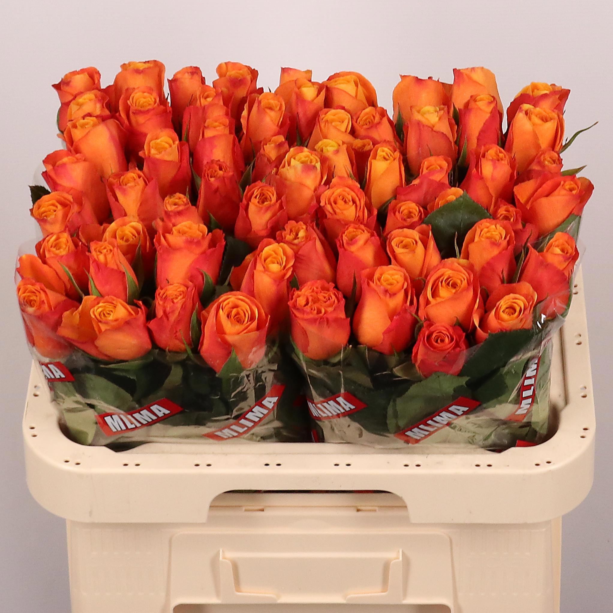 Rosa grbl Confidential