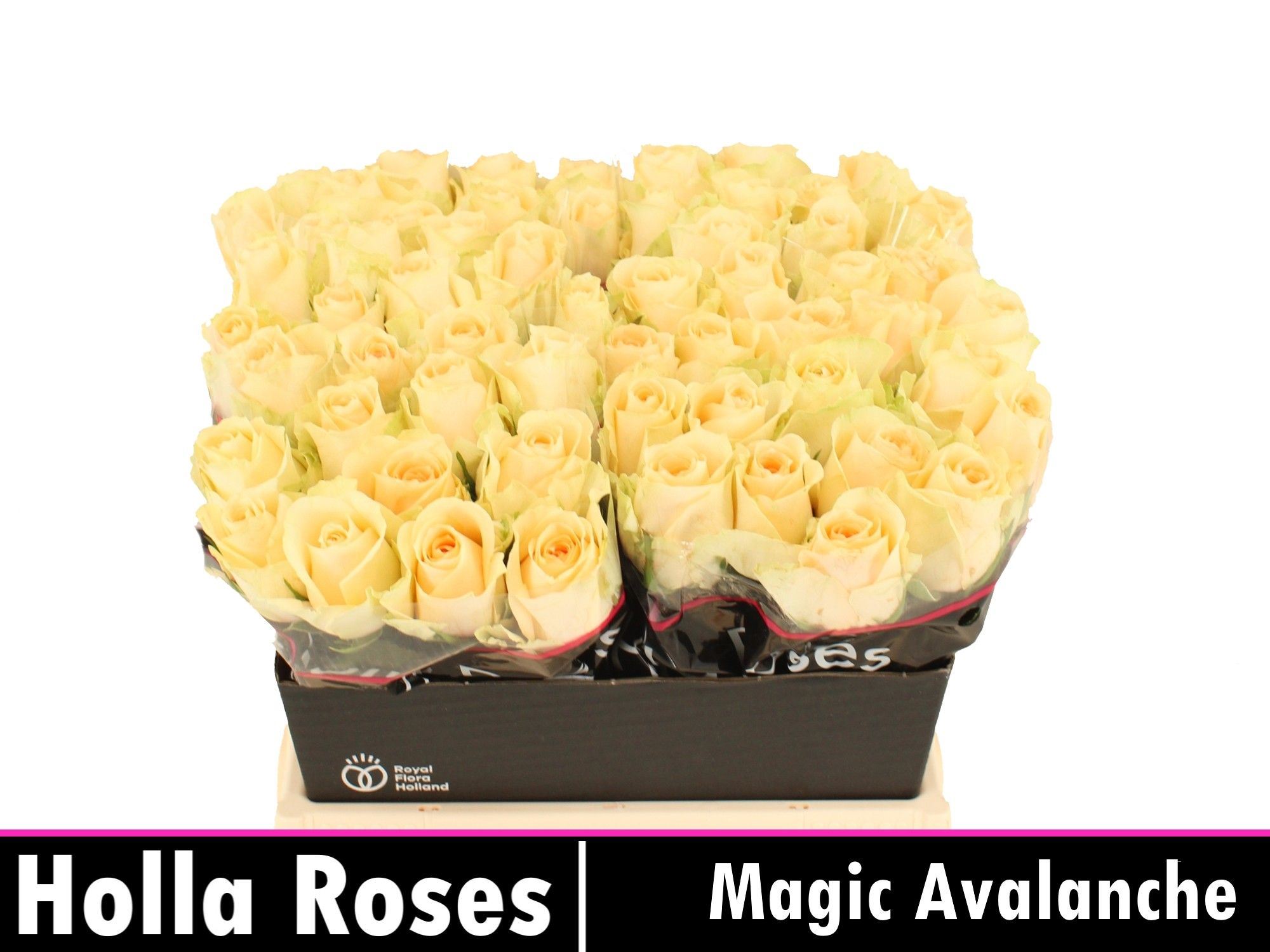Rosa grbl Magic avalanche