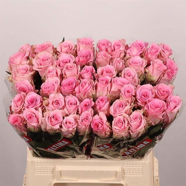 Rosa grbl Jessika