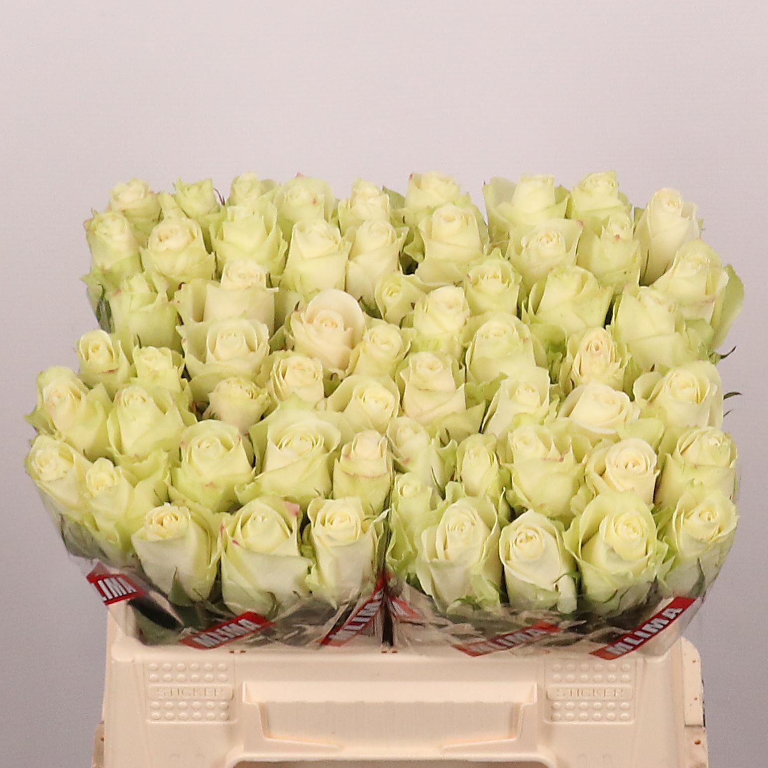 Rosa grbl Athena