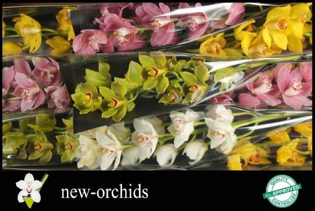 Cymbidium misti
