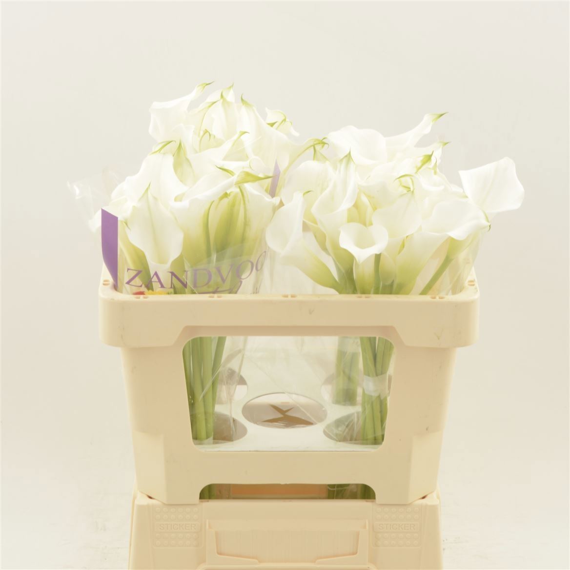 Calla White Mambo