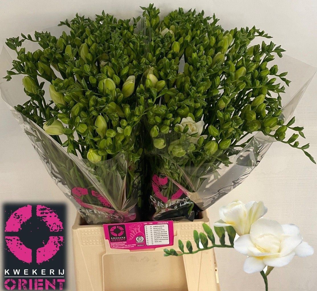 Freesia doppia Volante