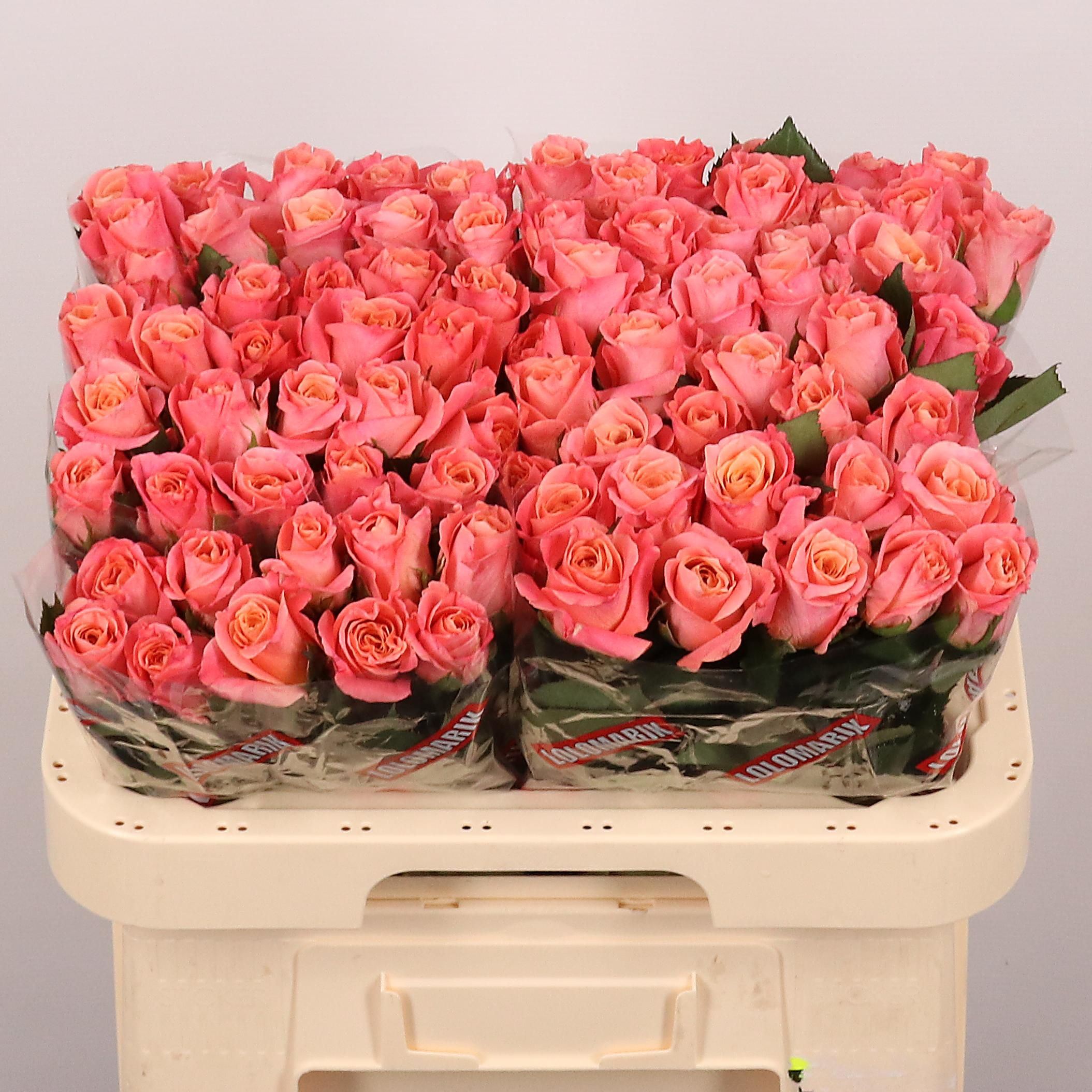 Rosa grbl Miss Piggy